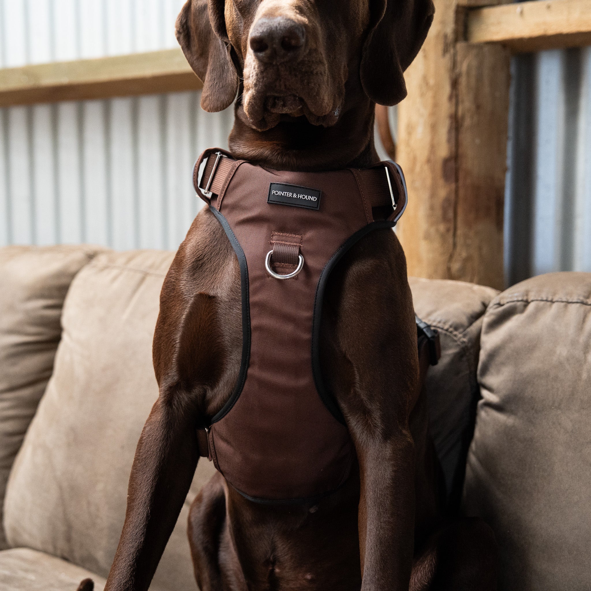 New Arrivals – Pointer & Hound