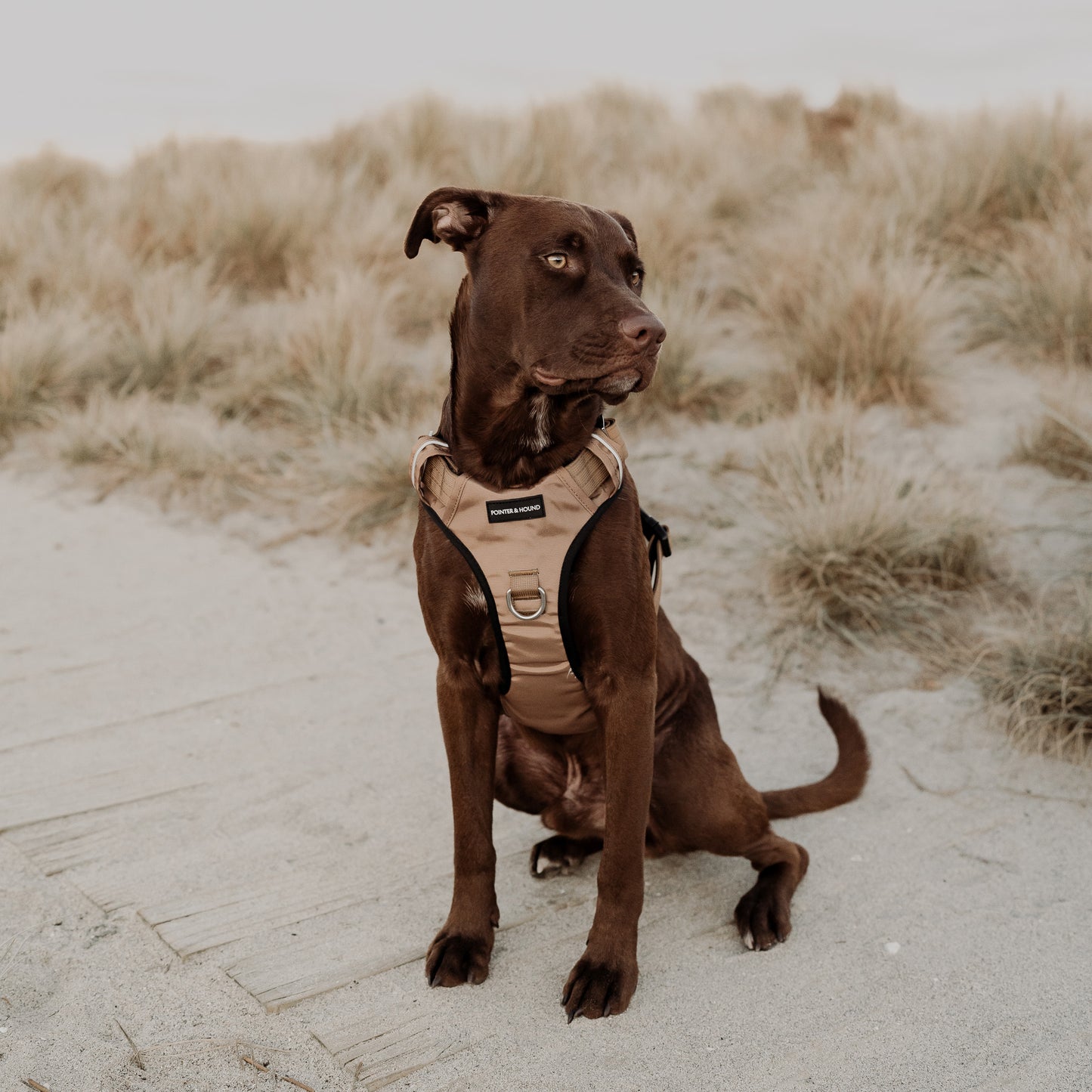 Tactical Harness - Tan