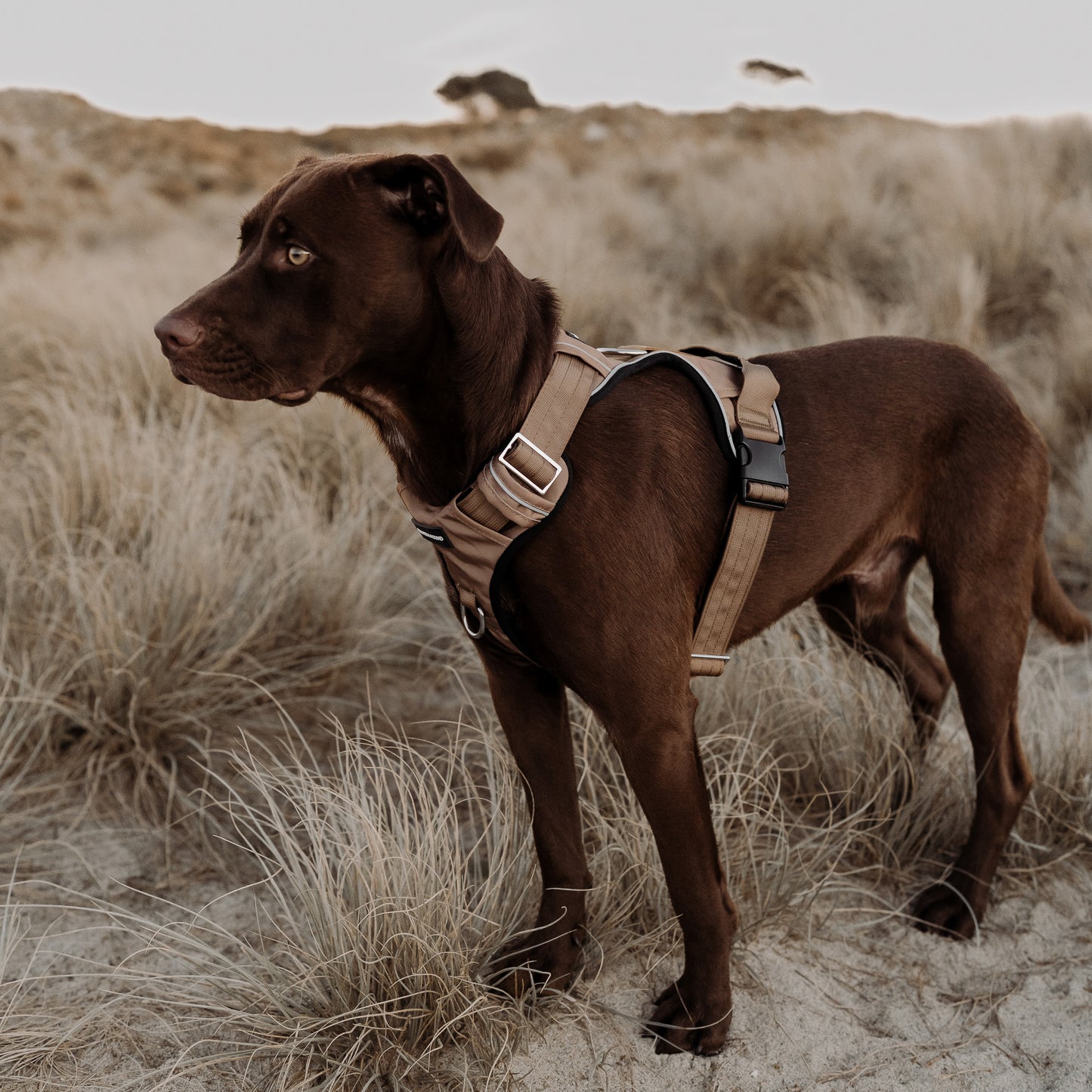 Tactical Harness - Tan