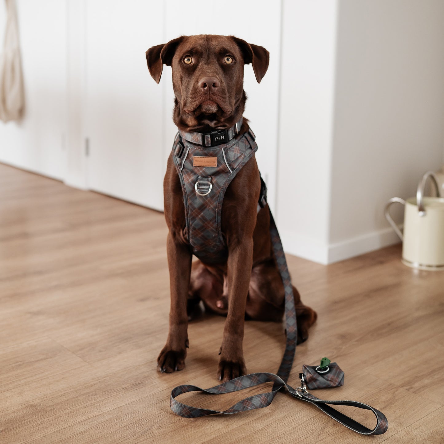 Signature Harness - Blue Tartan