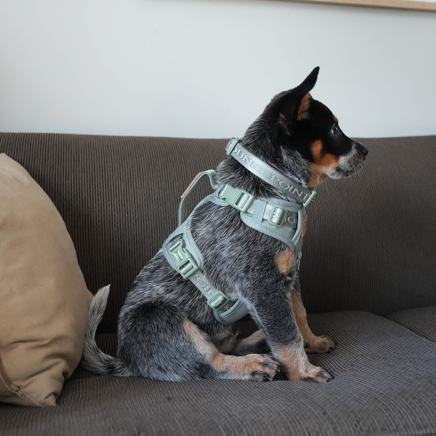 Signature Harness - Eucalyptus