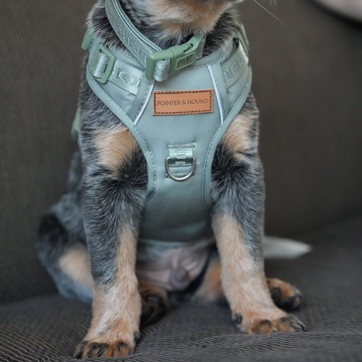 Signature Harness - Eucalyptus
