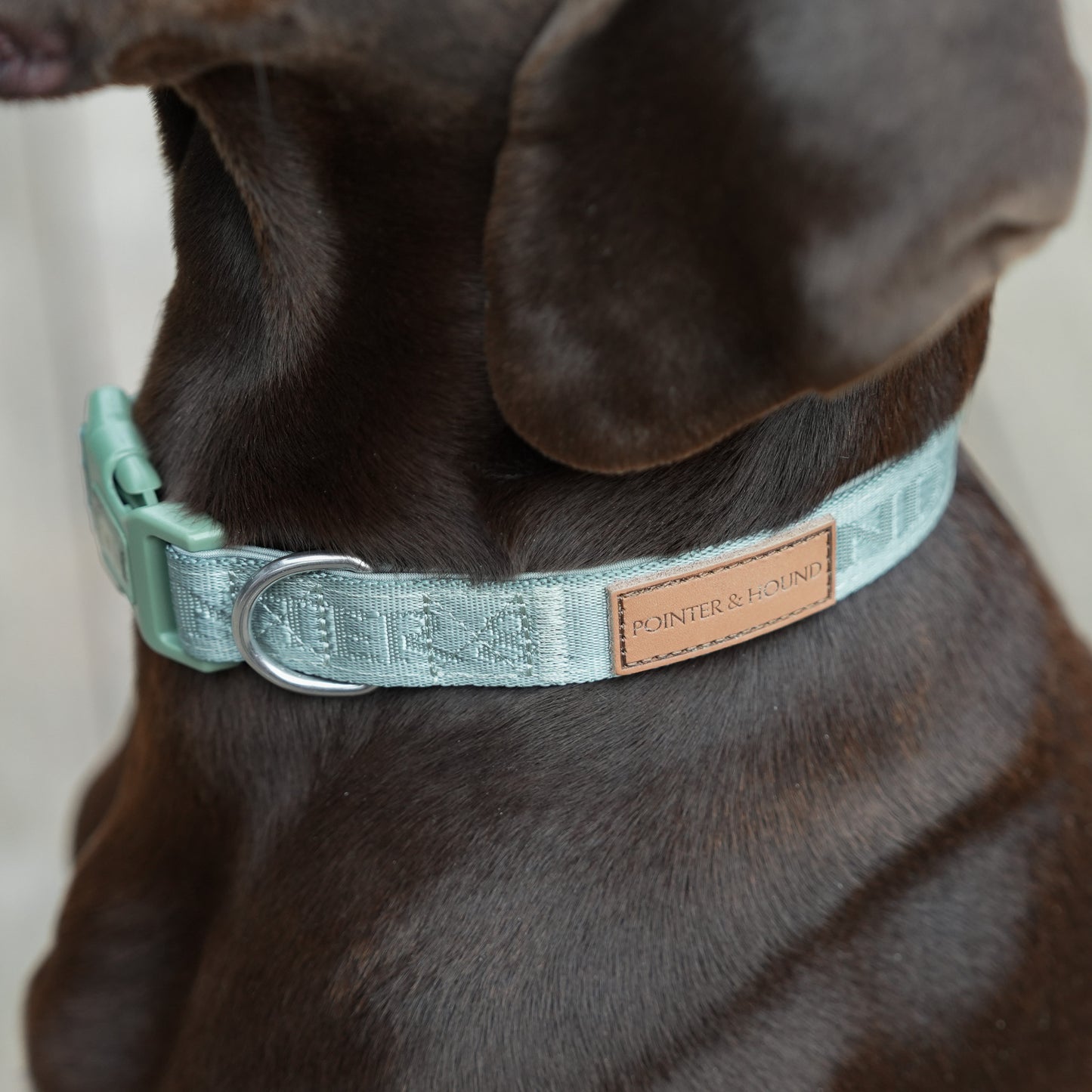 Signature Collar - Eucalyptus