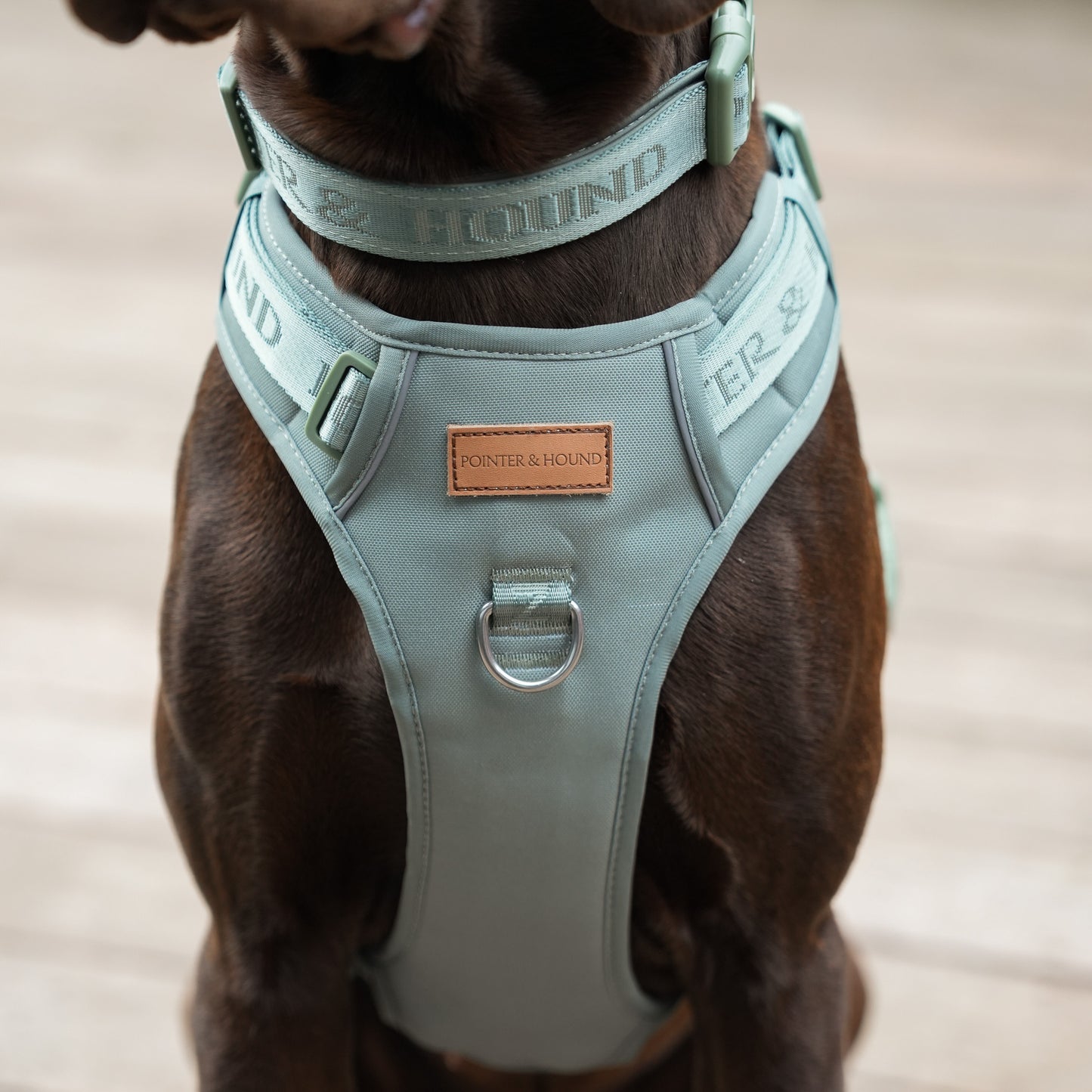 Signature Harness - Eucalyptus