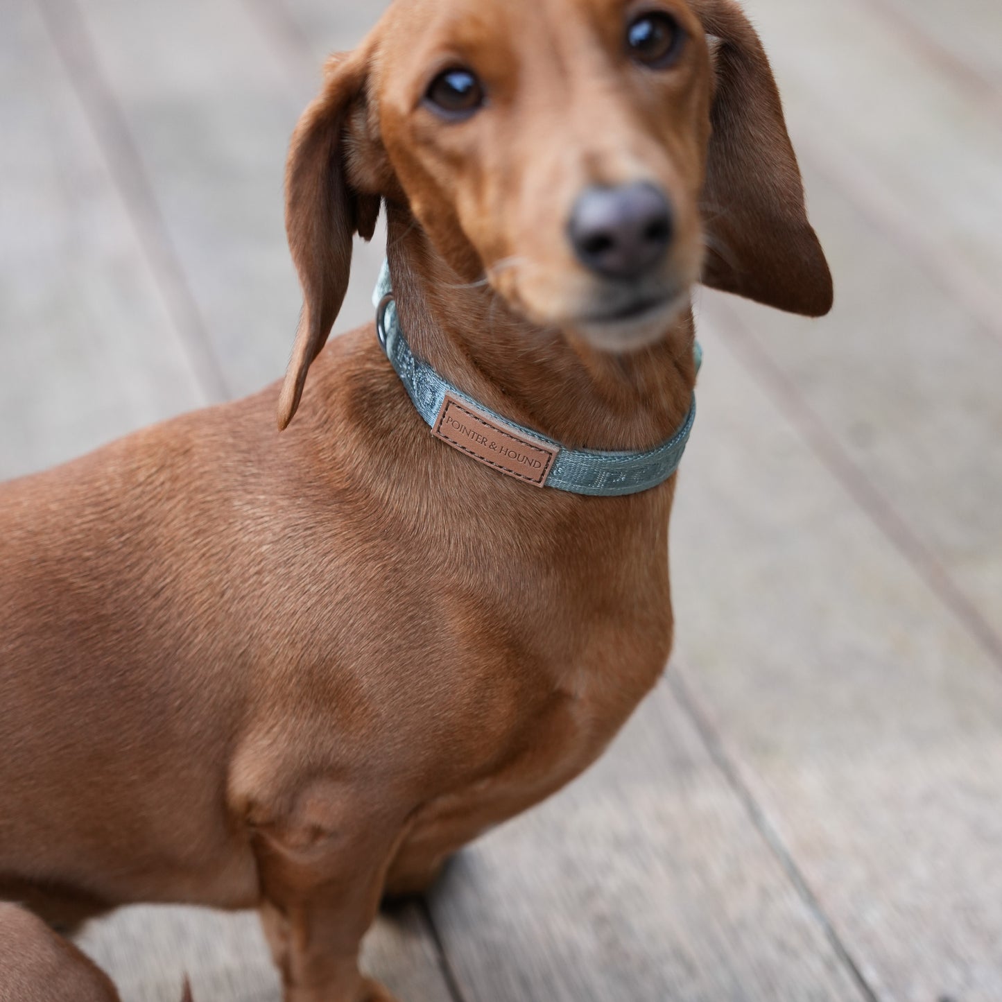 Signature Collar - Eucalyptus