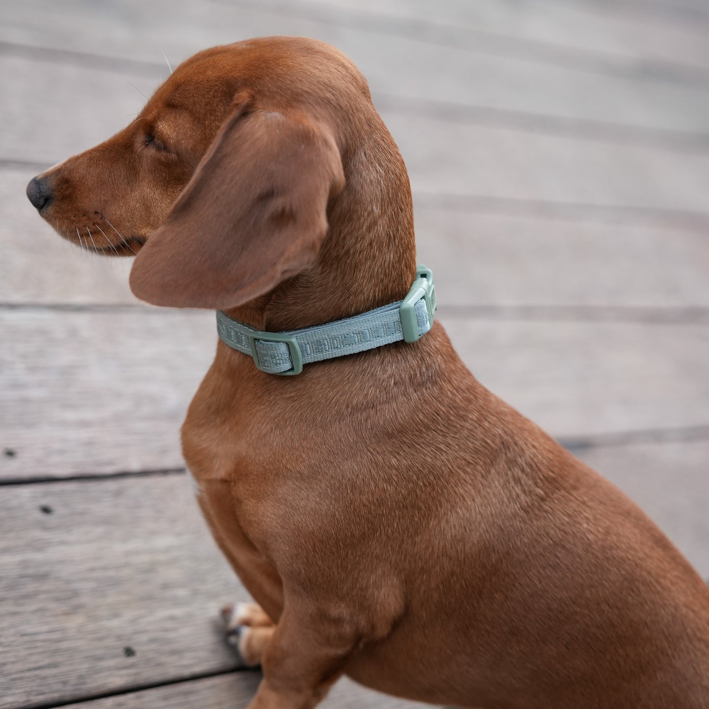 Signature Collar - Eucalyptus