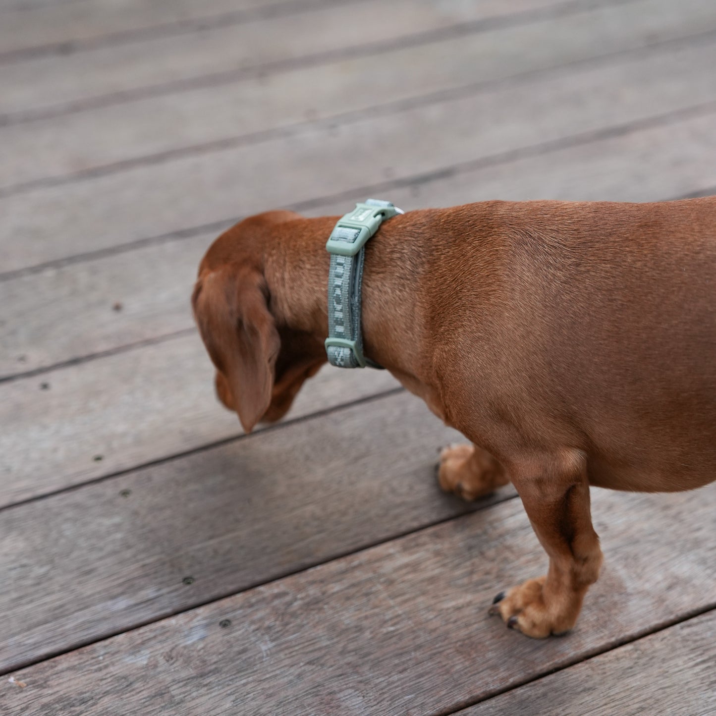 Signature Collar - Eucalyptus