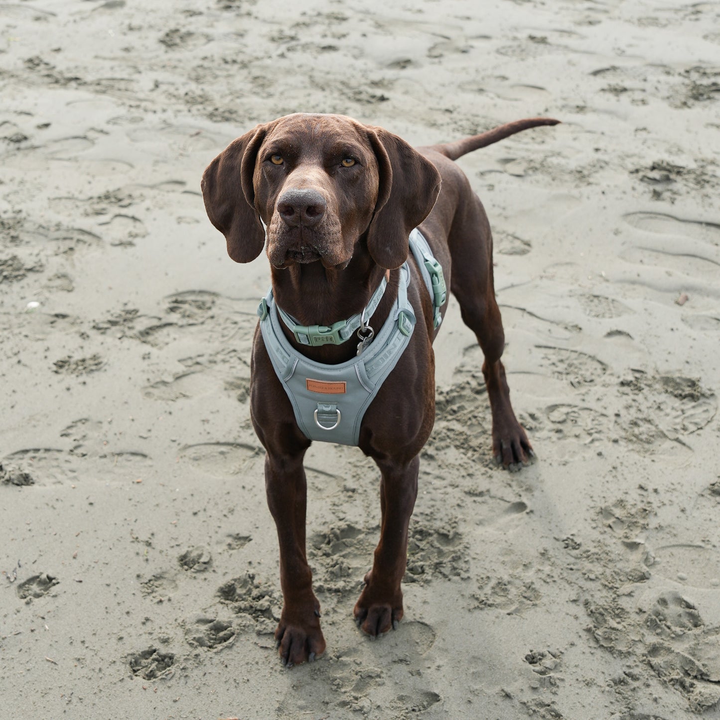 Signature Harness - Eucalyptus