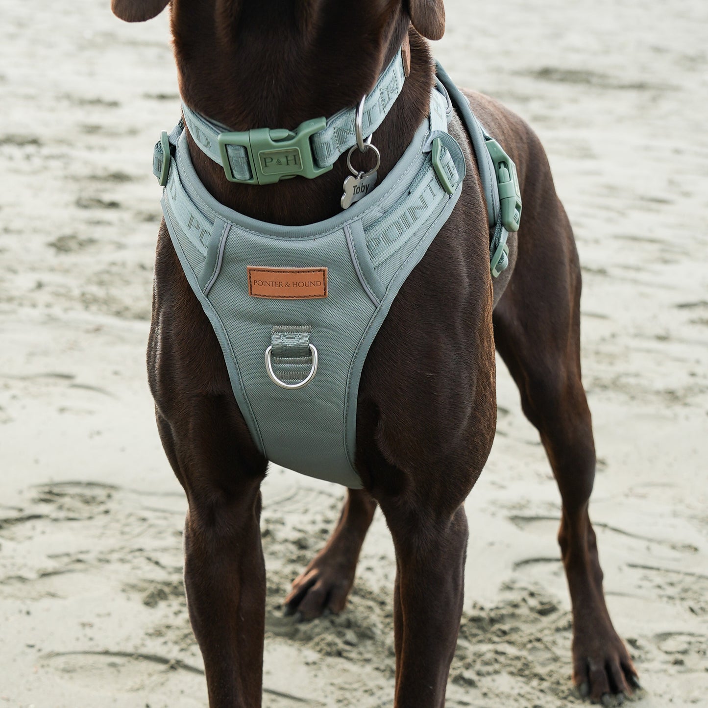 Signature Harness - Eucalyptus