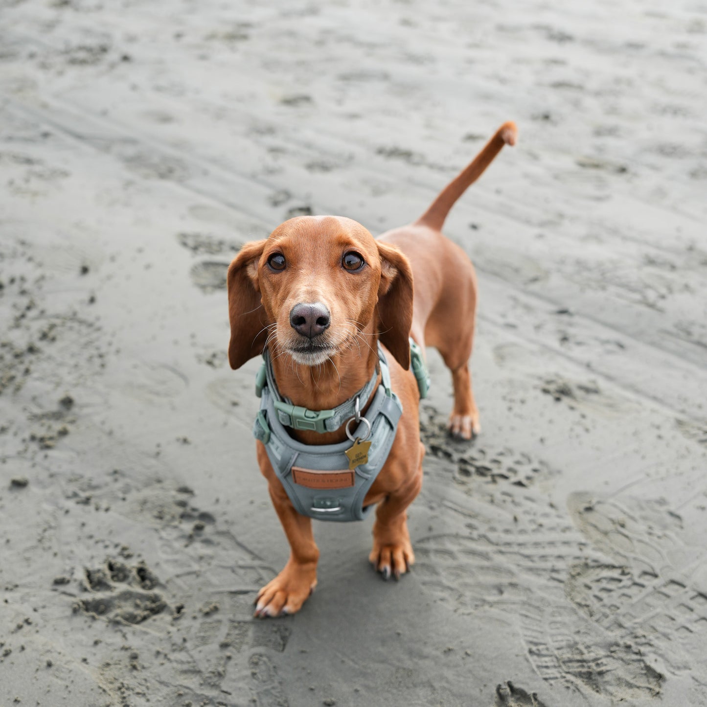 Signature Harness - Eucalyptus