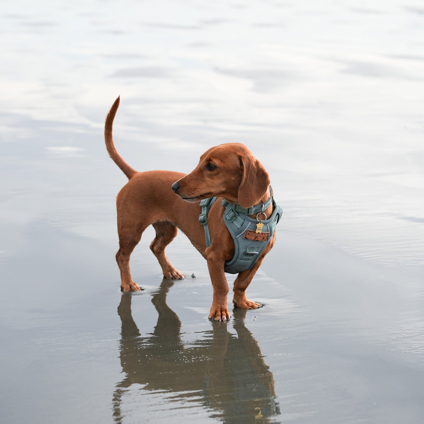 Signature Harness - Eucalyptus