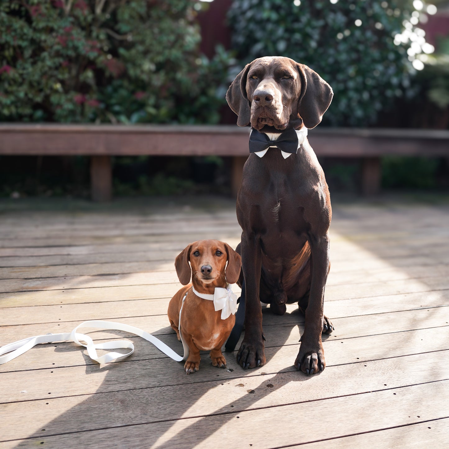 Wedding Set - Black Bow Tie
