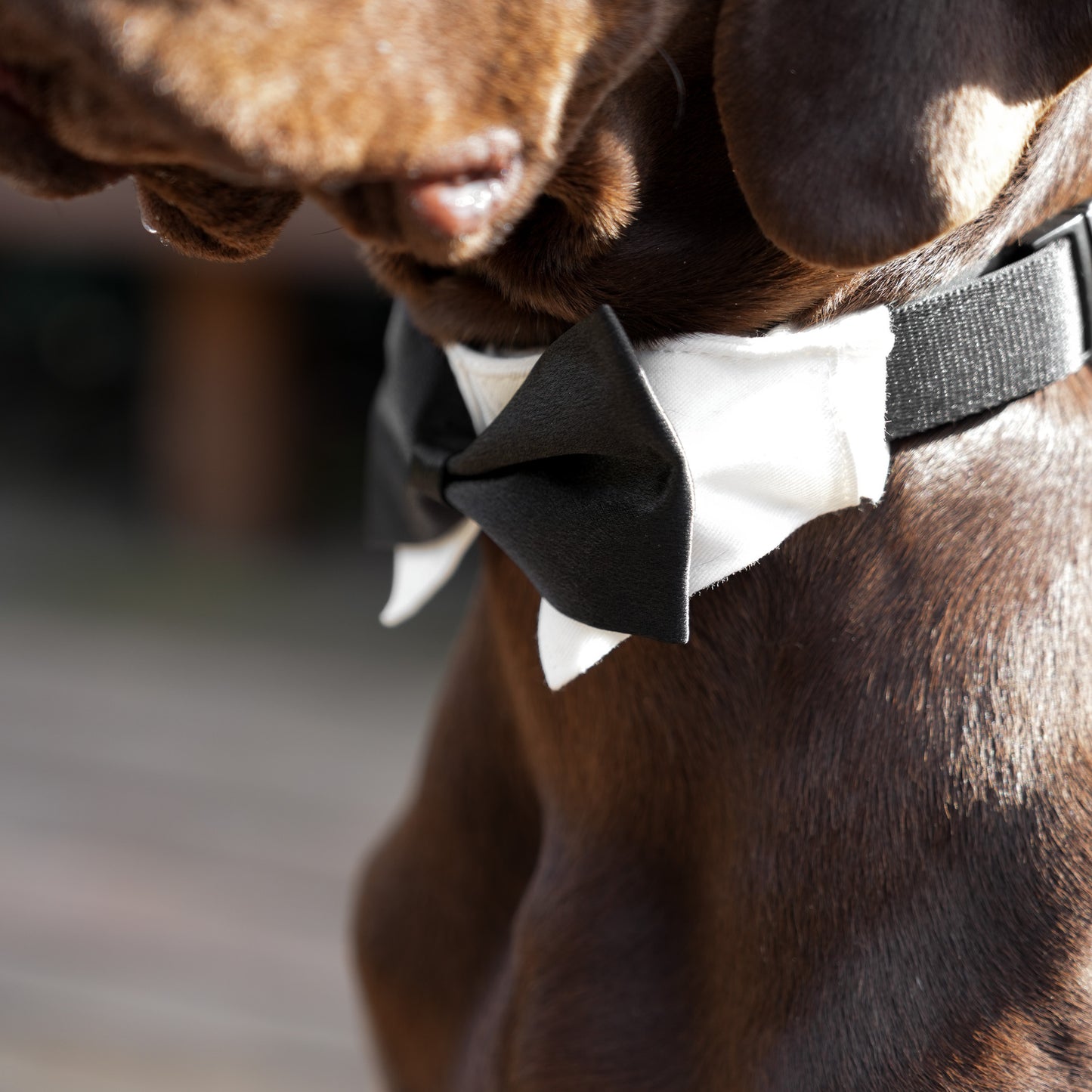 Wedding Set - Black Bow Tie