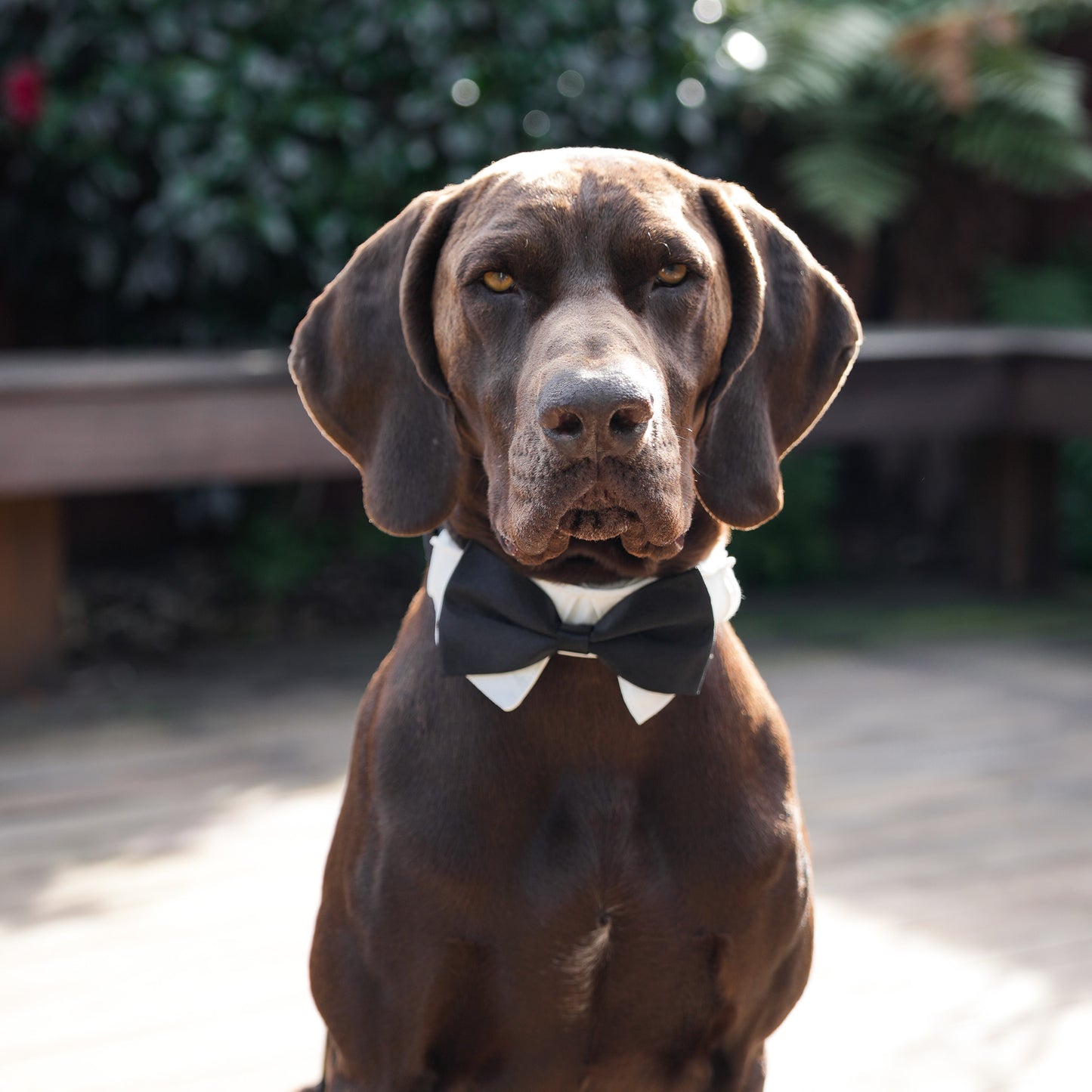 Wedding Set - Black Bow Tie