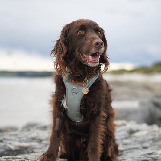 Signature Harness - Eucalyptus