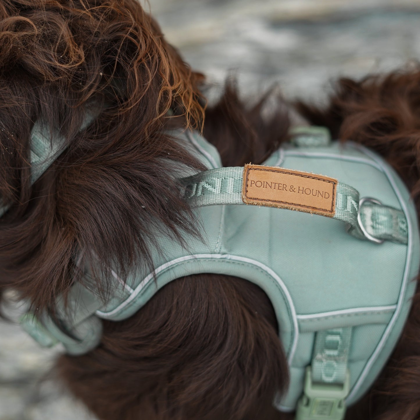 Signature Harness - Eucalyptus