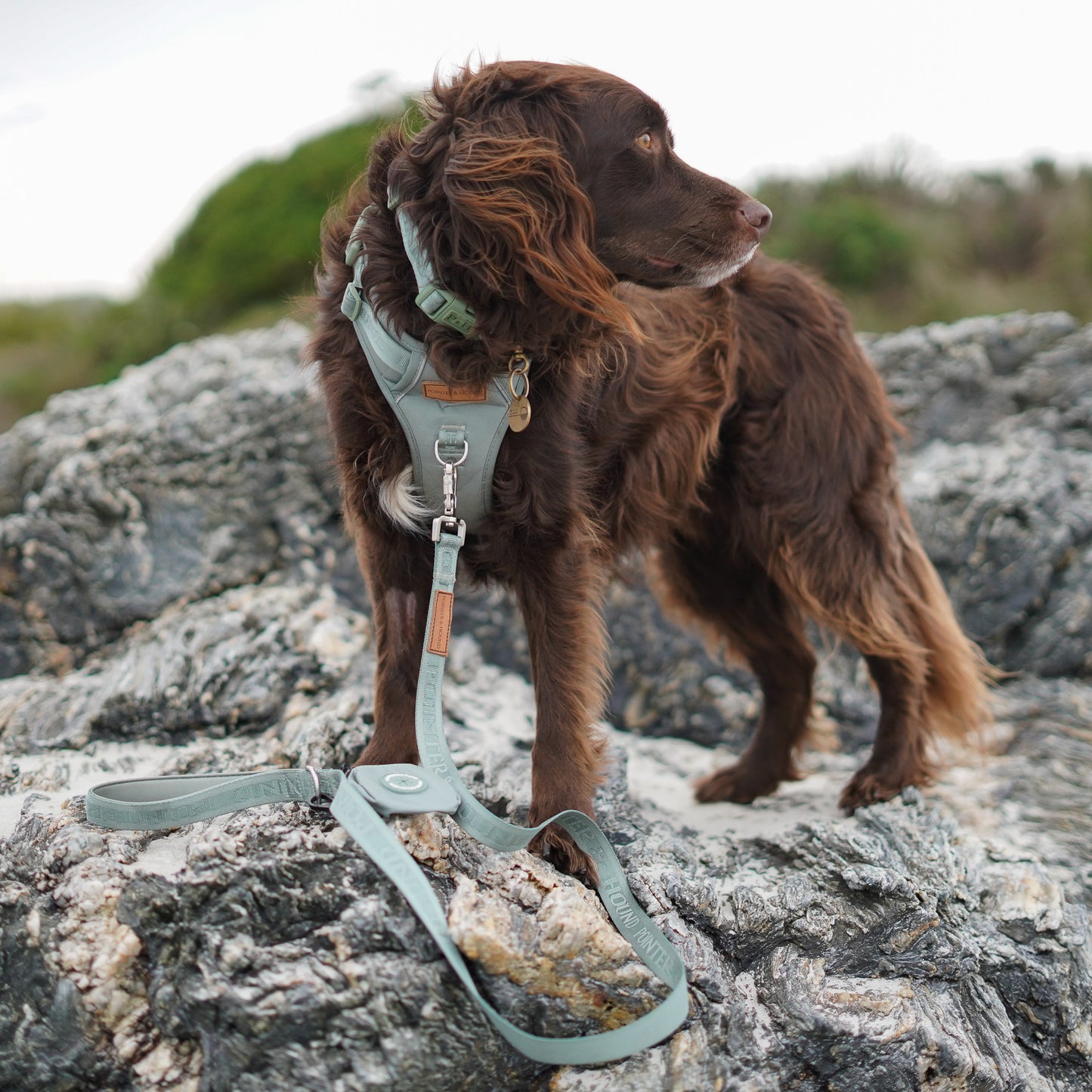 Eucalyptus Signature Leash