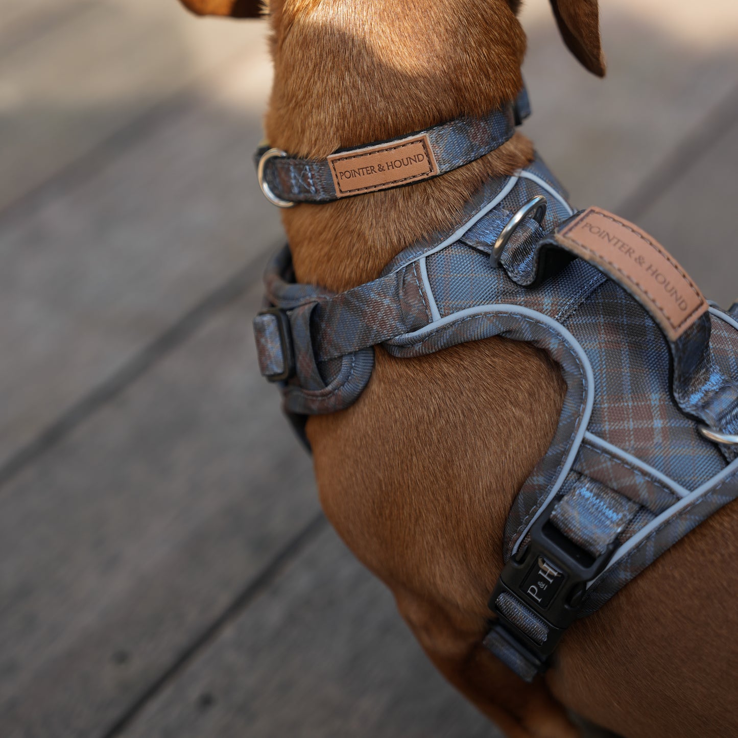 Signature Harness - Blue Tartan