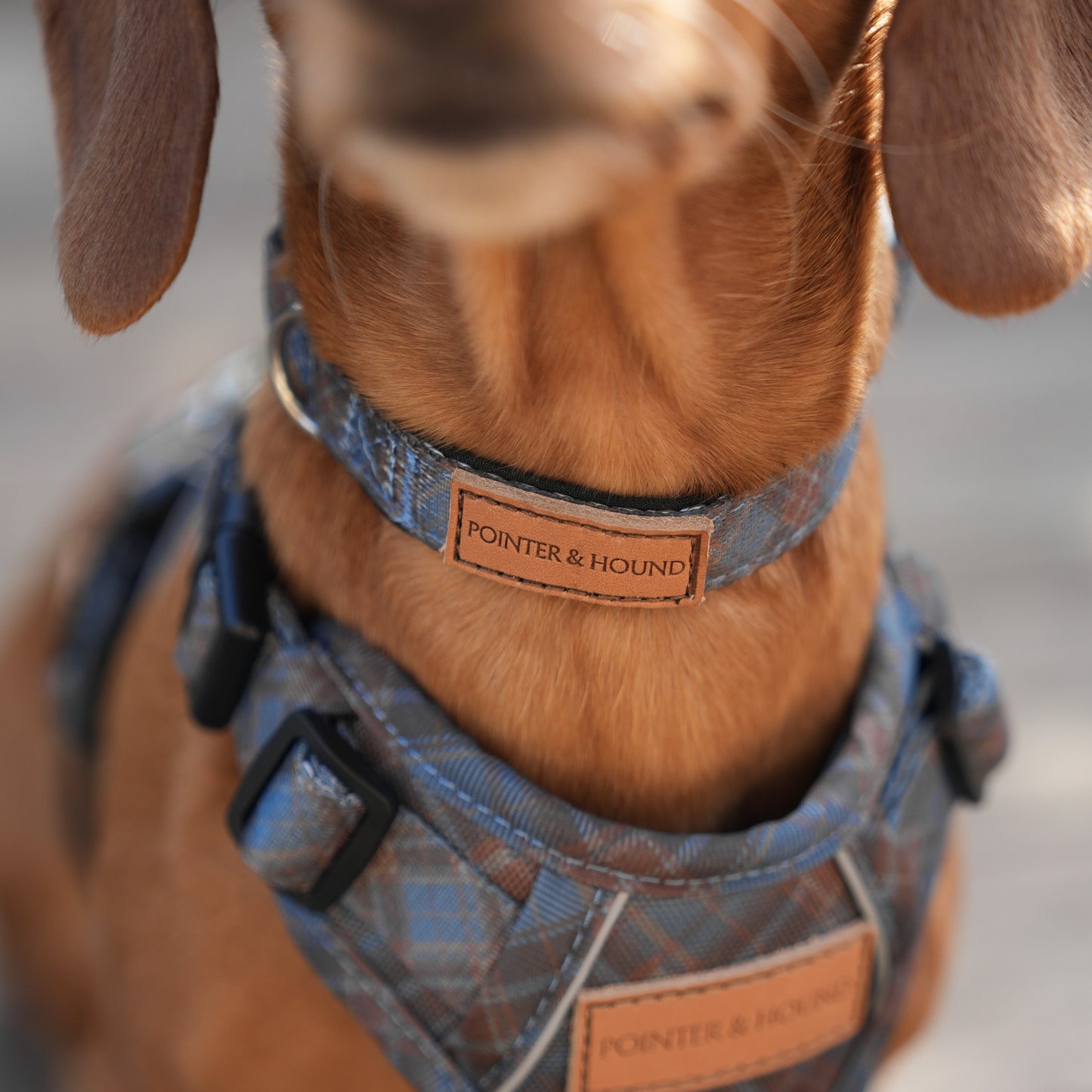 Blue Tartan Collar