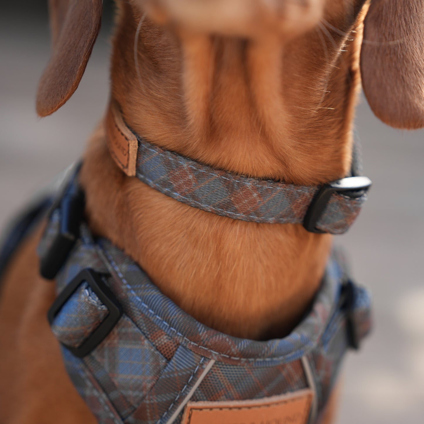 Blue Tartan Collar