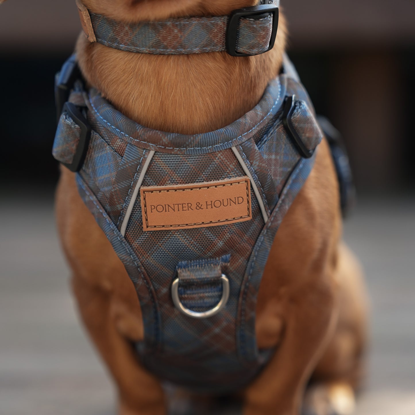 Blue Tartan Collar