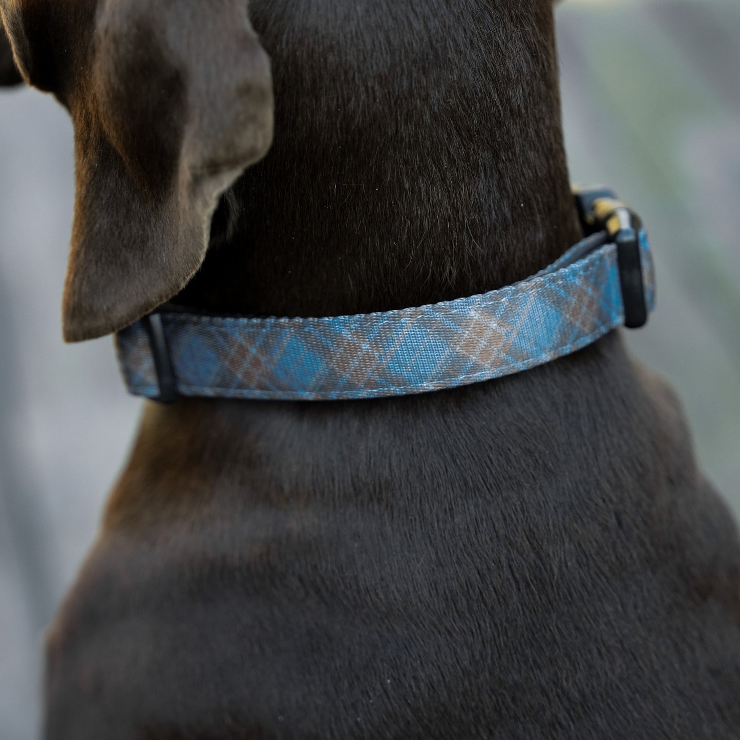 Blue Tartan Collar