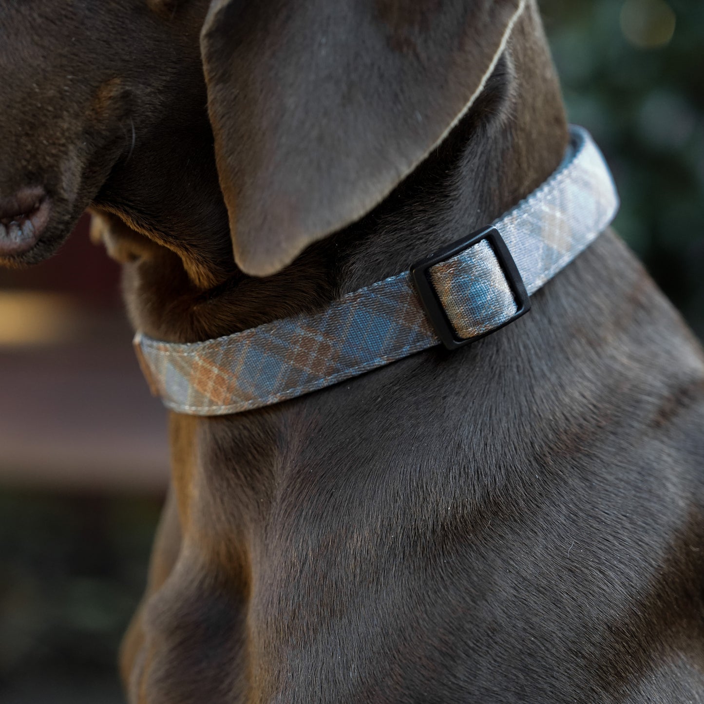 Blue Tartan Collar