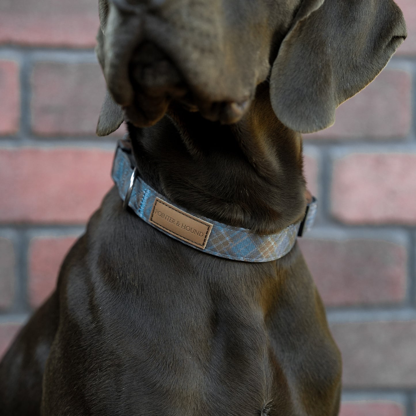 Blue Tartan Collar