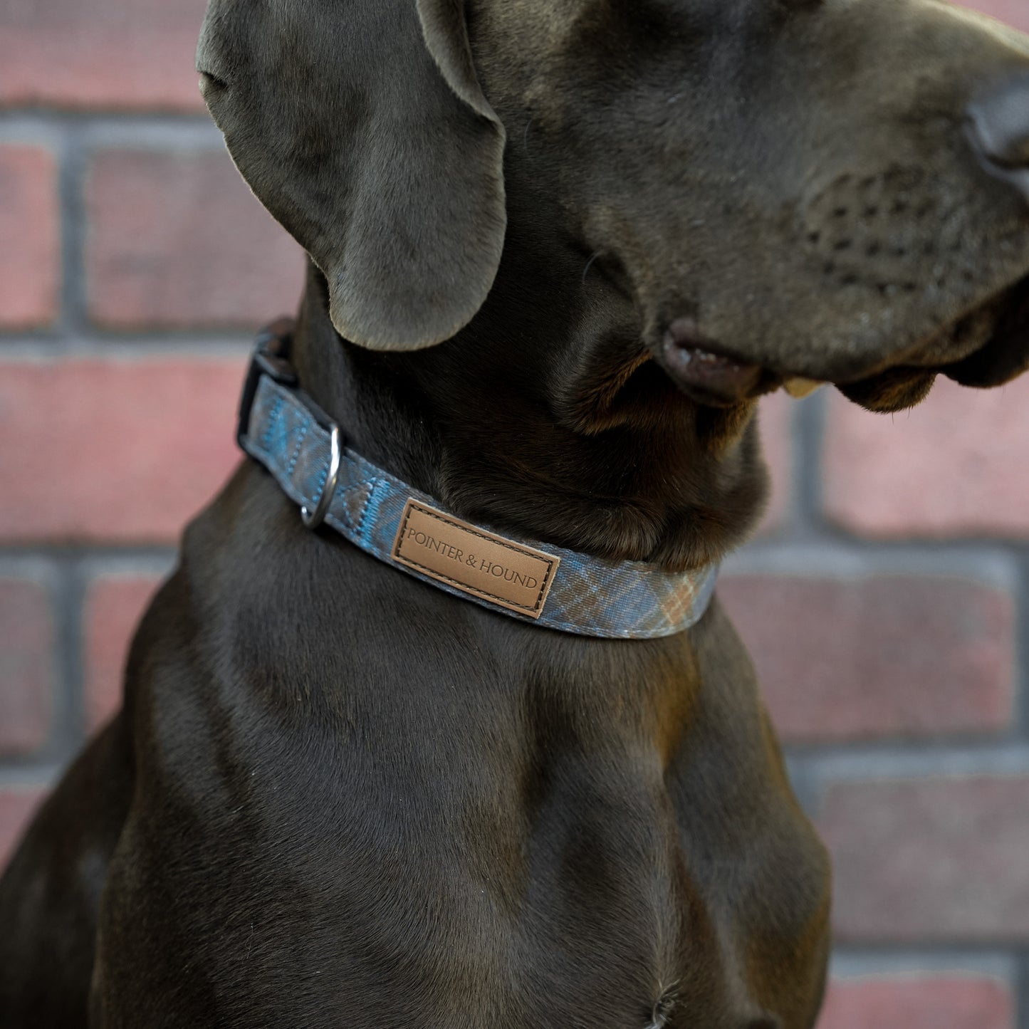 Blue Tartan Collar