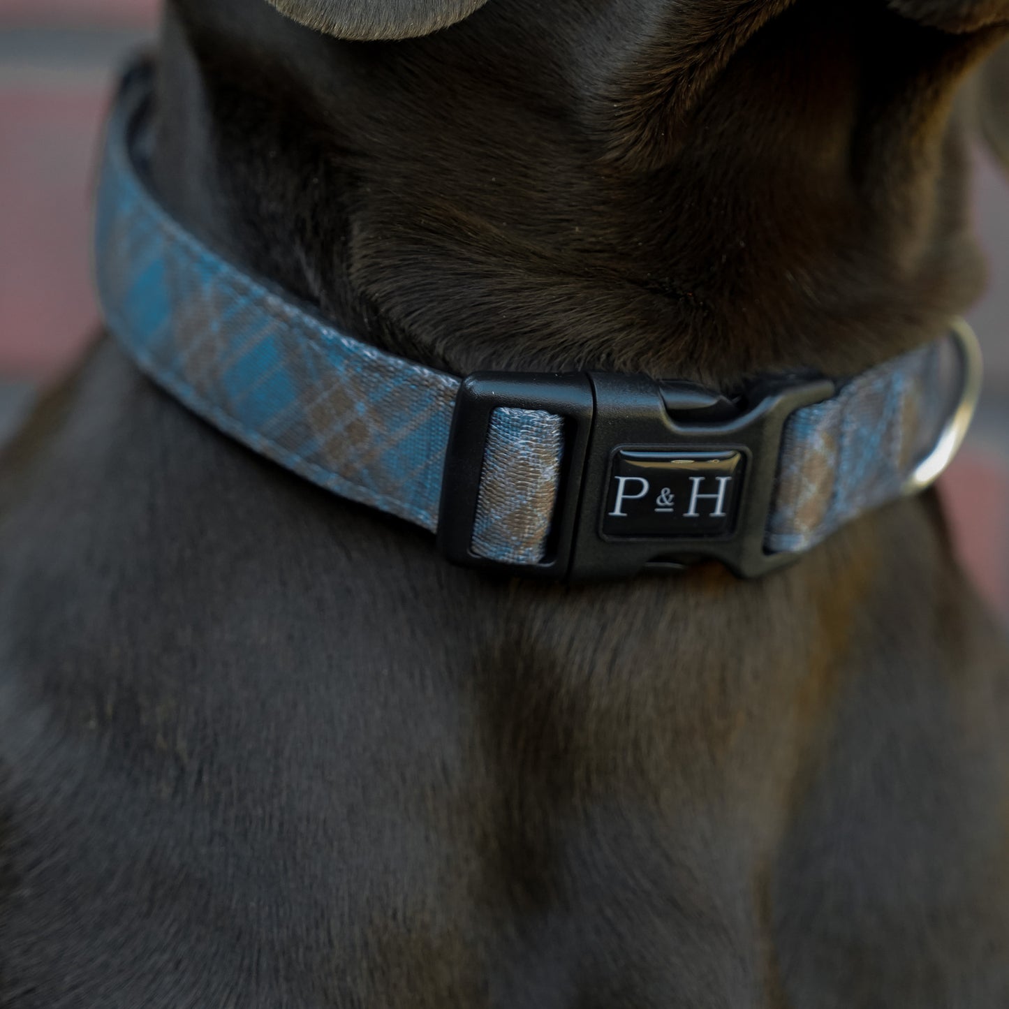 Blue Tartan Collar