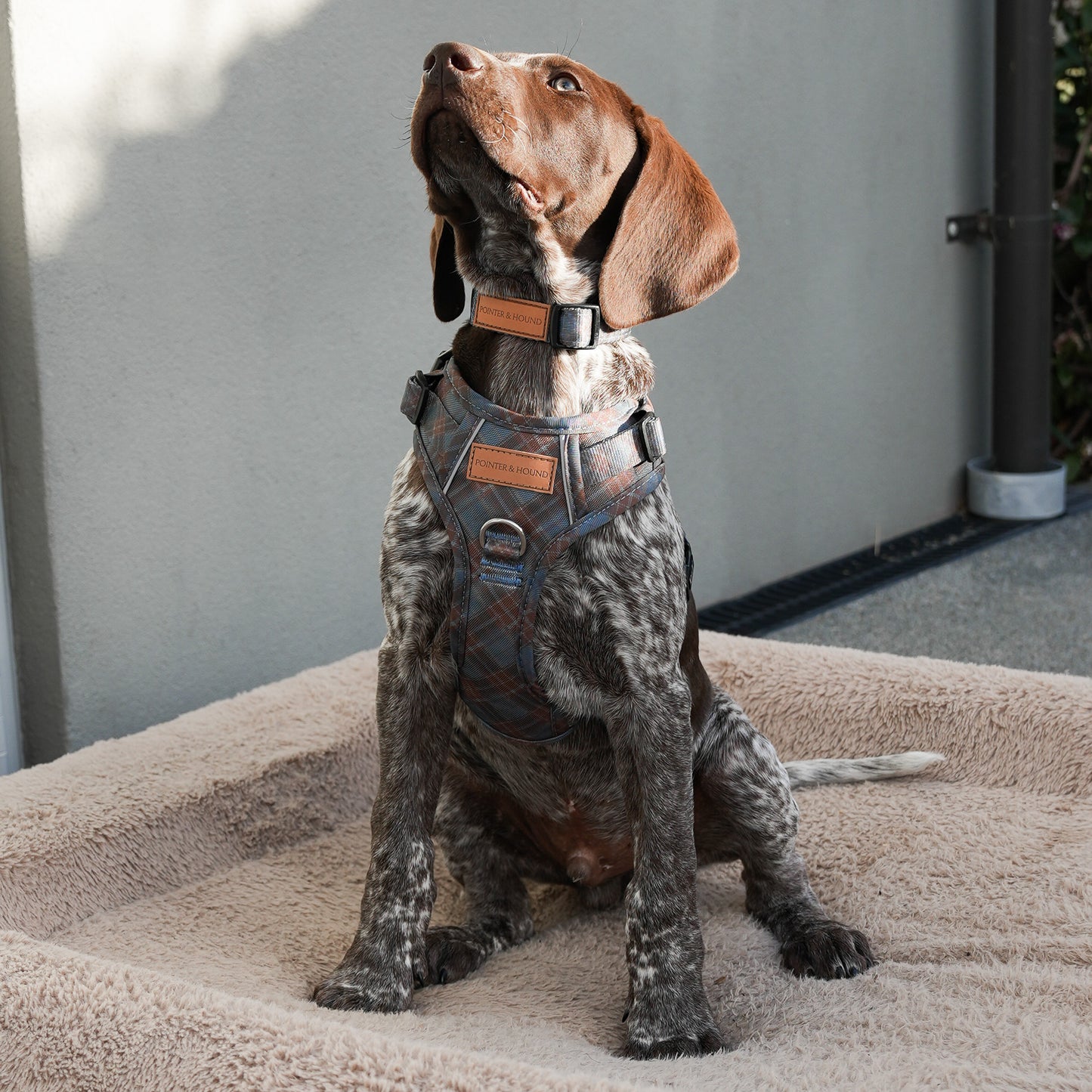 Signature Harness - Blue Tartan