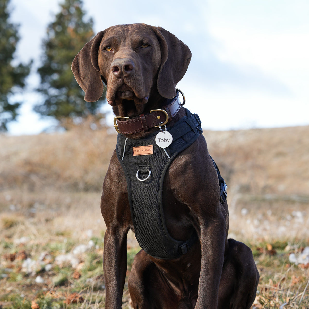 Double Signature Harness & Leash