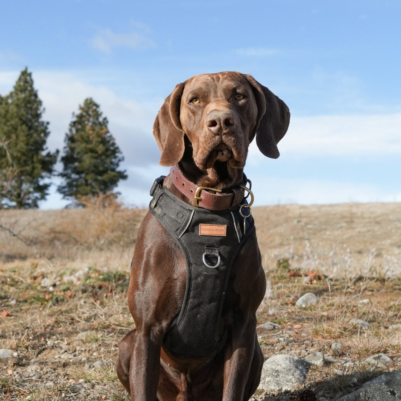 Signature Harness - Black