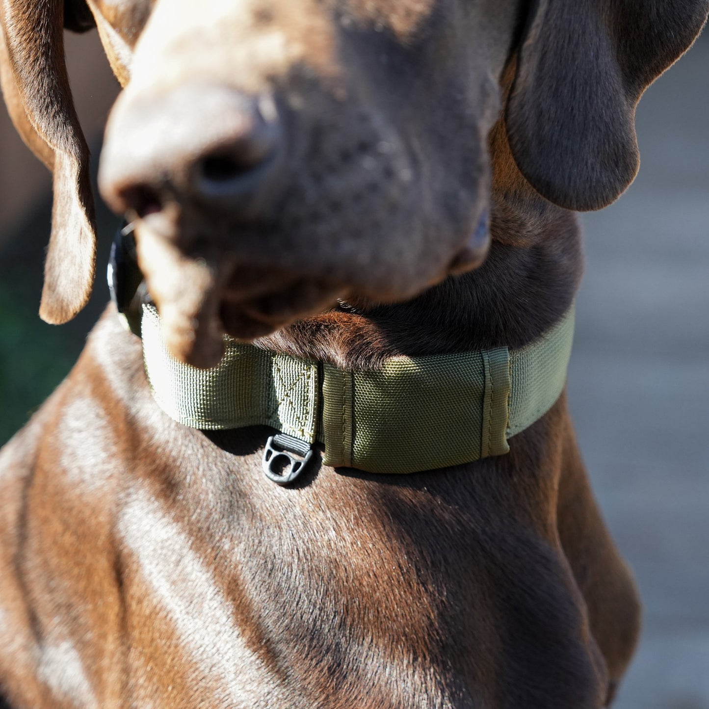 Tactical Collar - Army Green