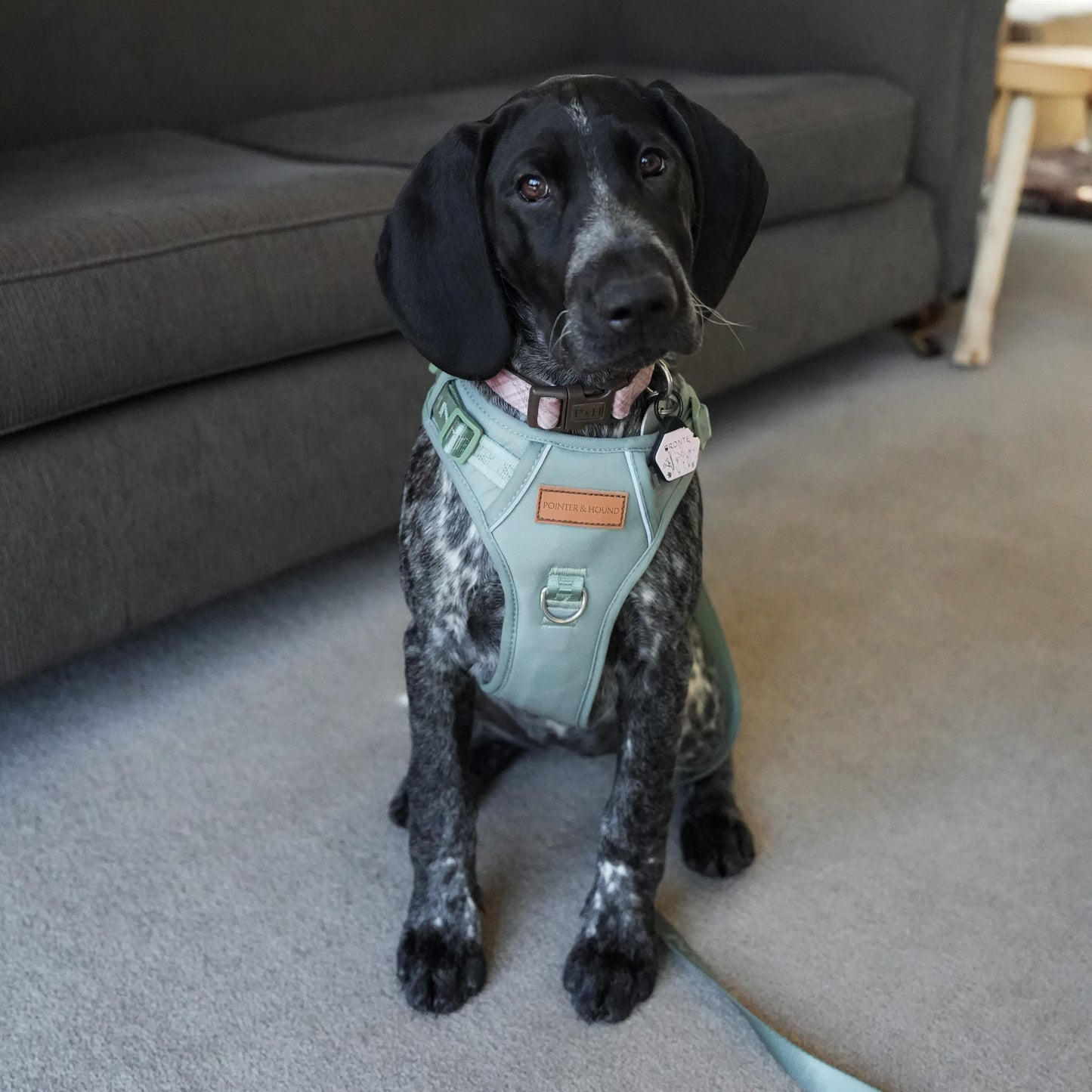 Signature Harness - Eucalyptus