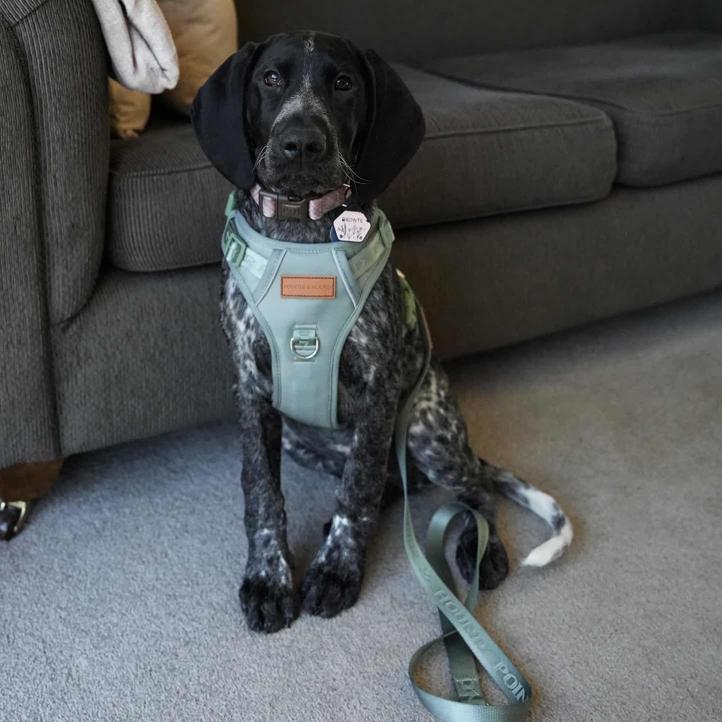 Signature Harness - Eucalyptus