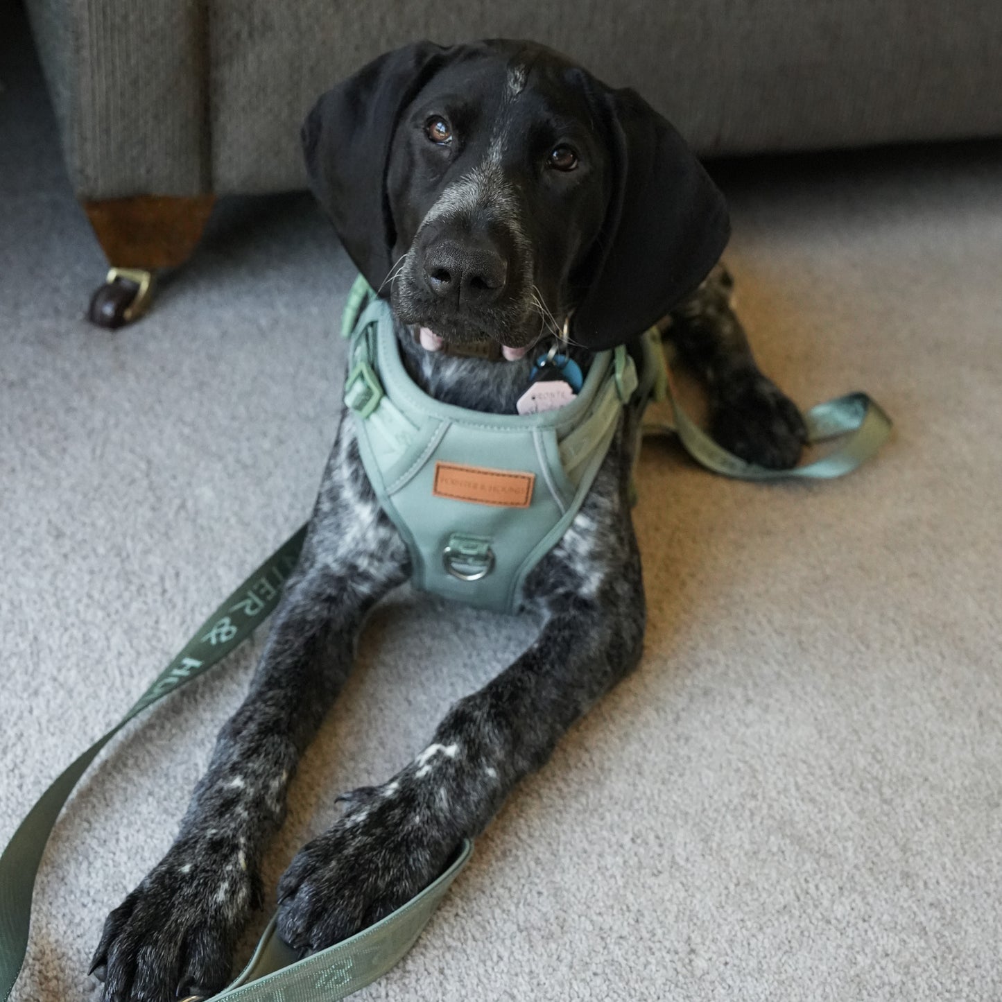 Signature Harness - Eucalyptus