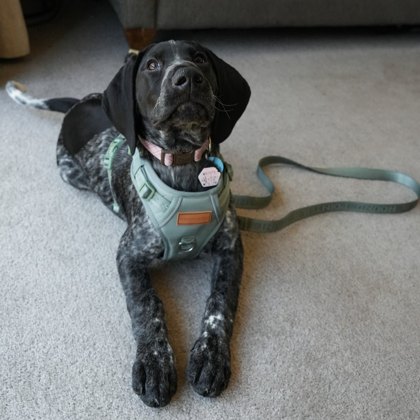Signature Harness - Eucalyptus
