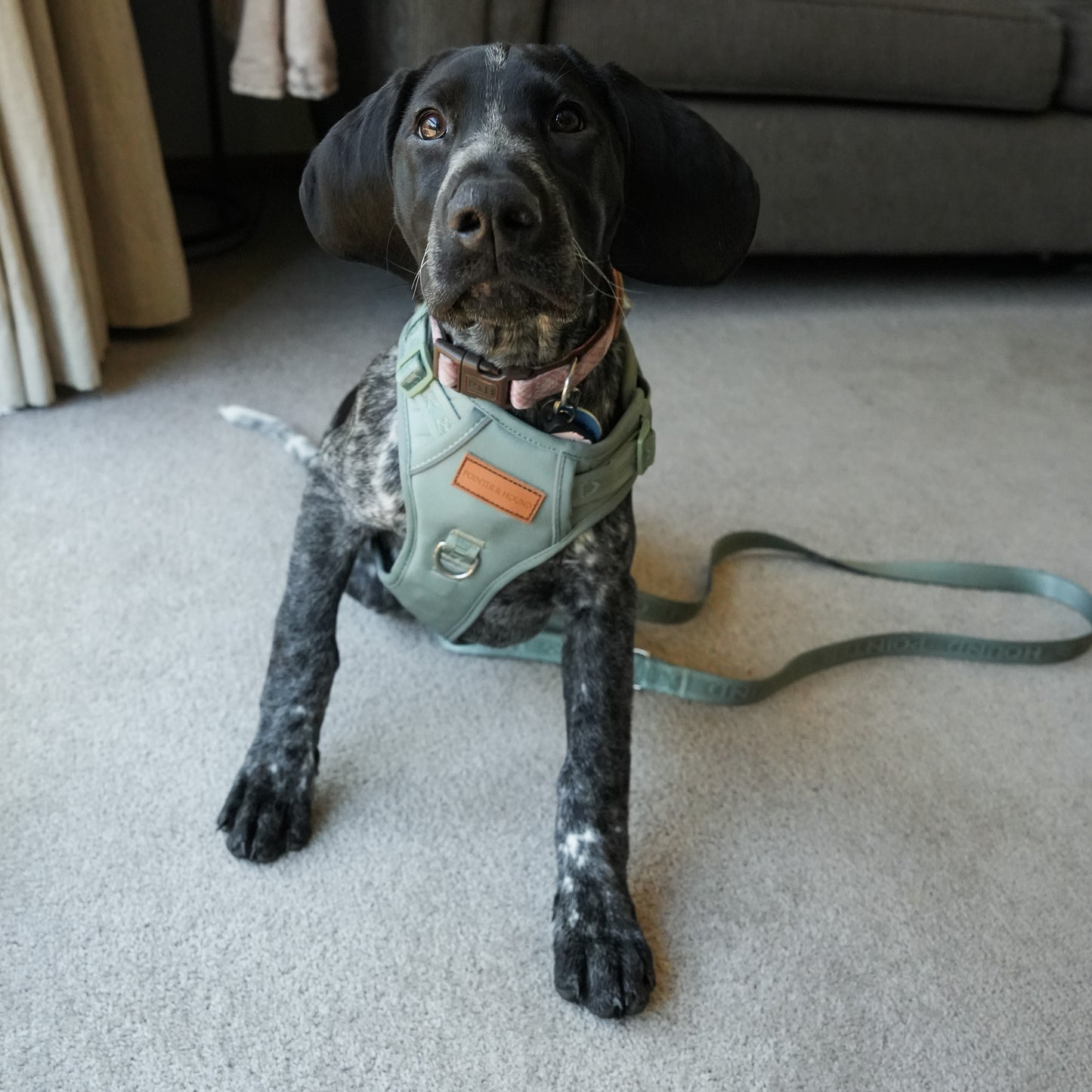 Signature Harness - Eucalyptus