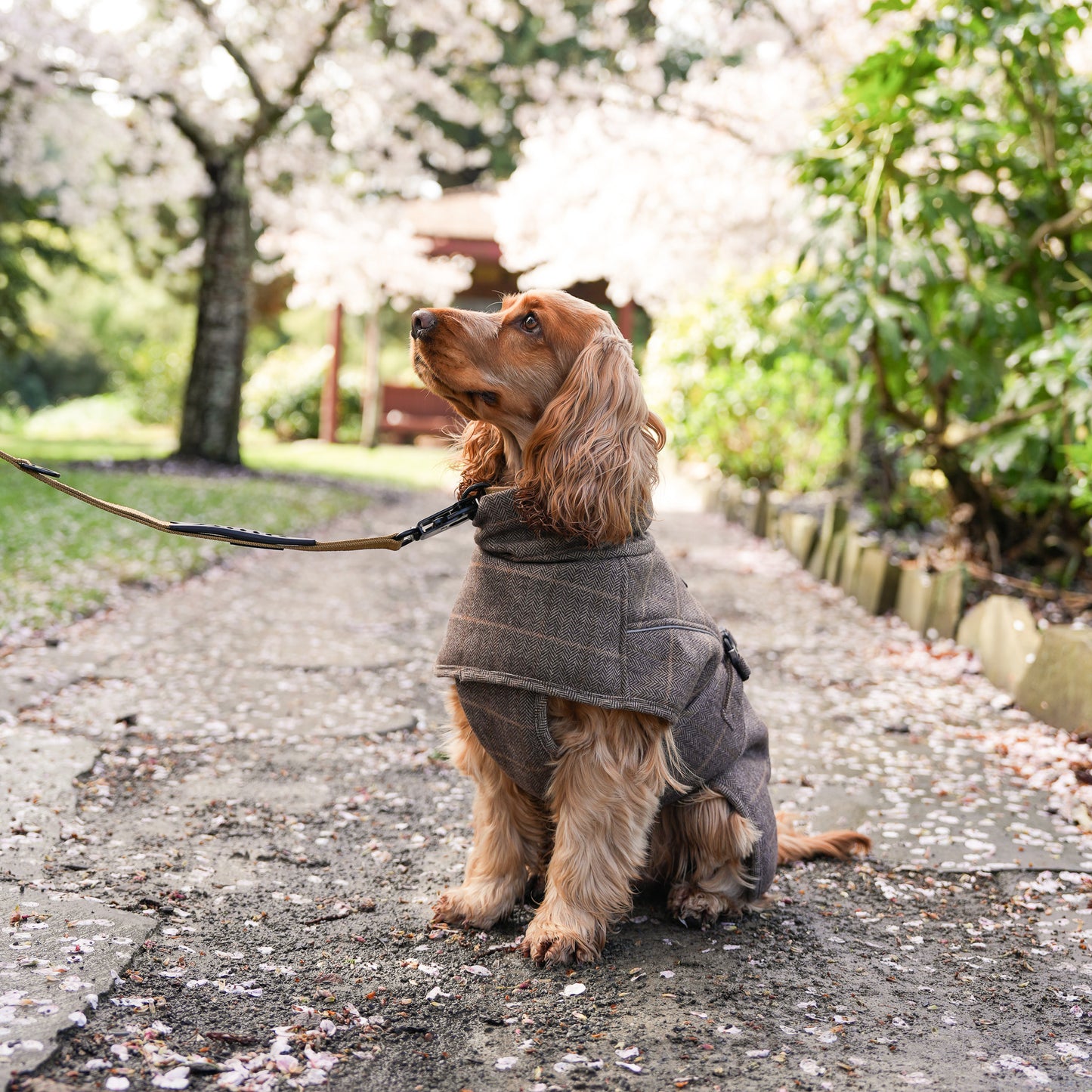 Highland Coat