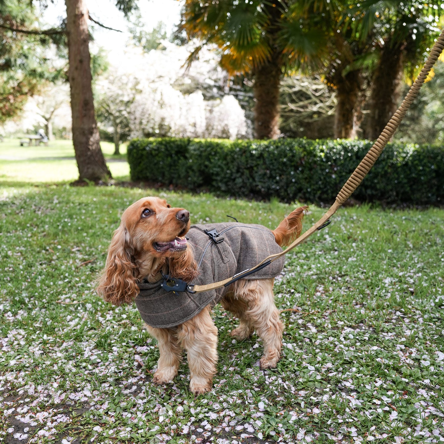 Tactical Leash - Tan