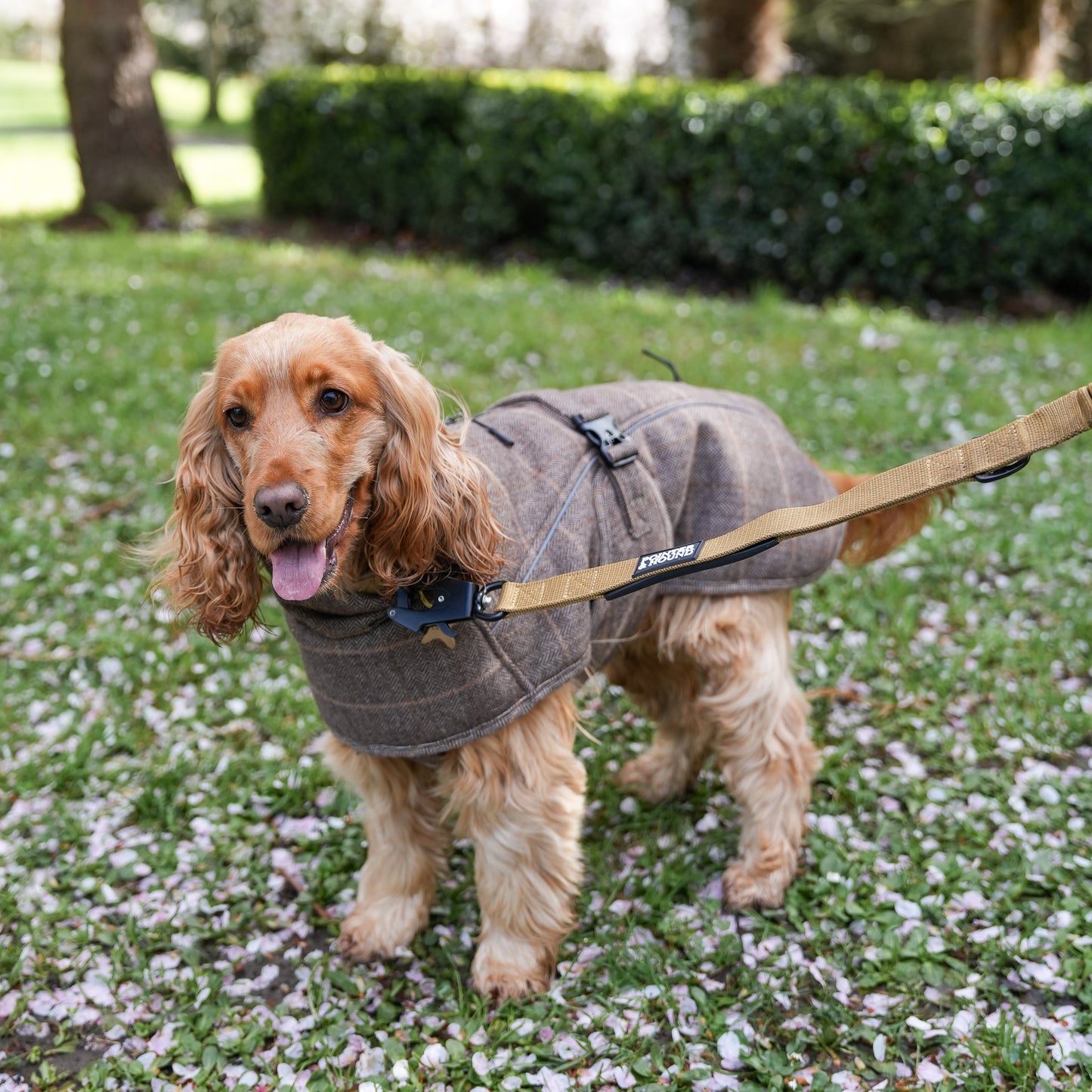 Highland Coat
