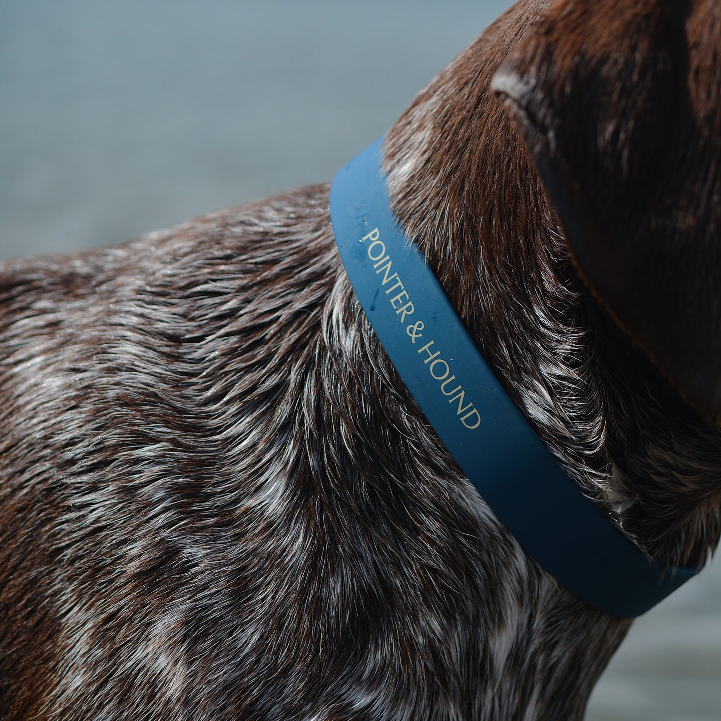 PVC Collar - Blue