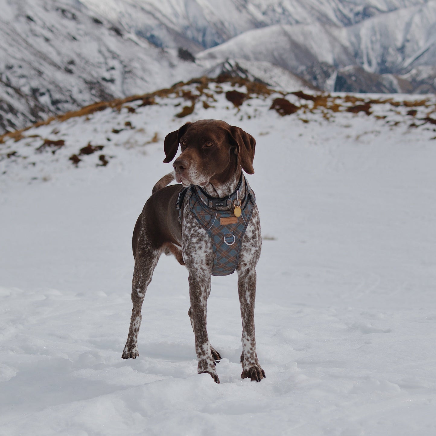 Signature Harness - Blue Tartan