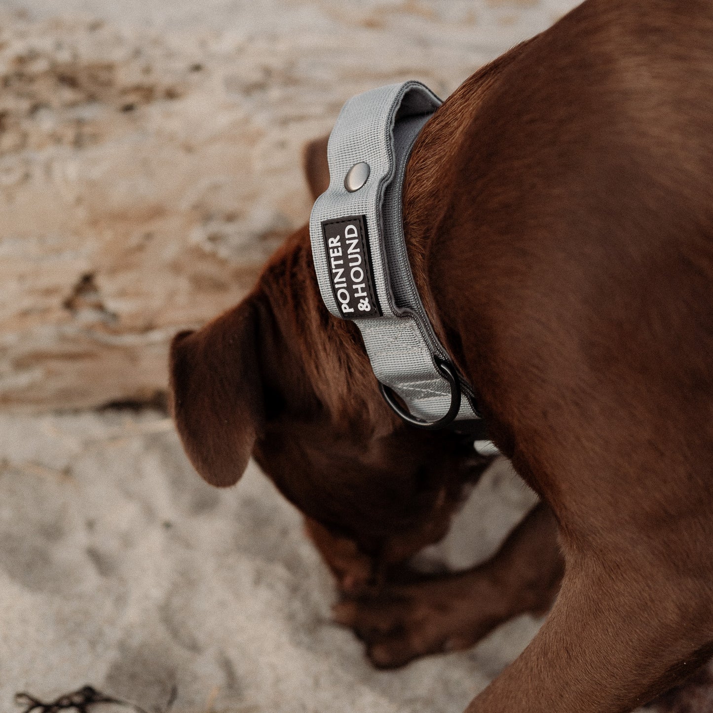 Tactical Collar - Grey