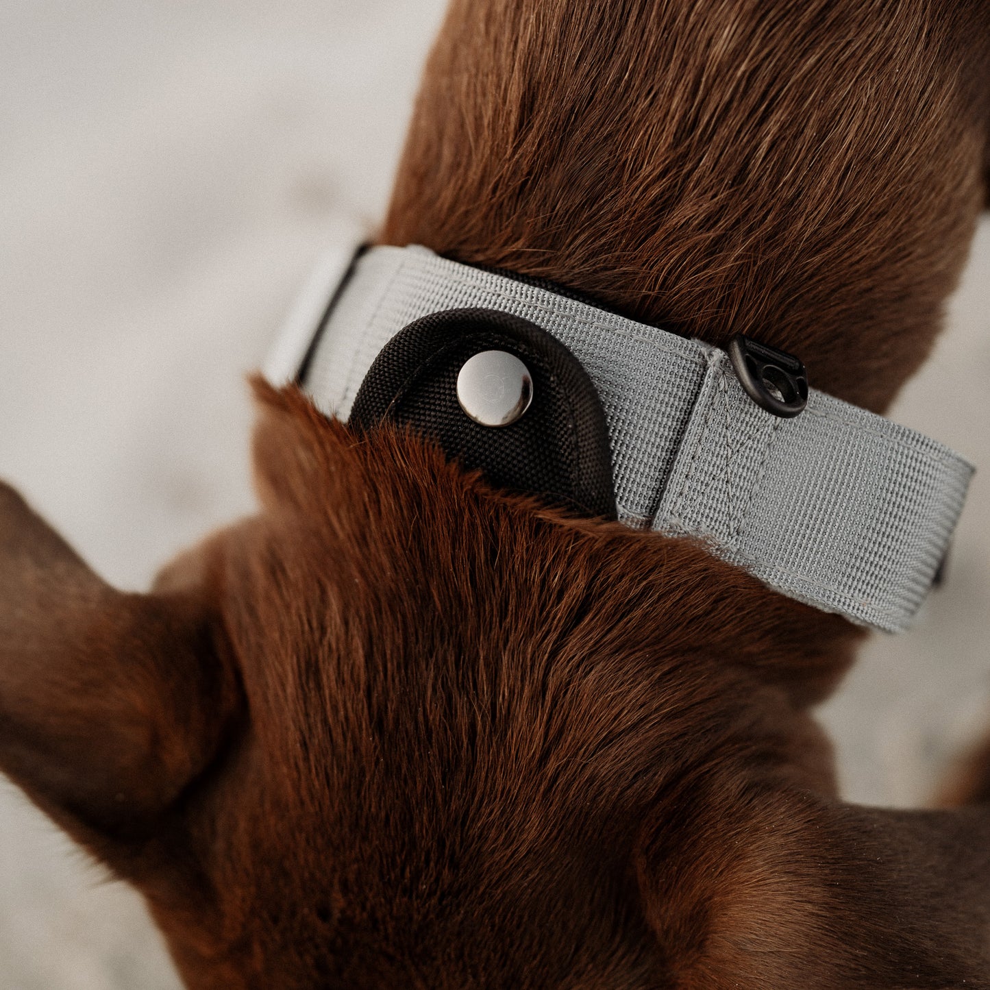 Tactical Collar - Grey