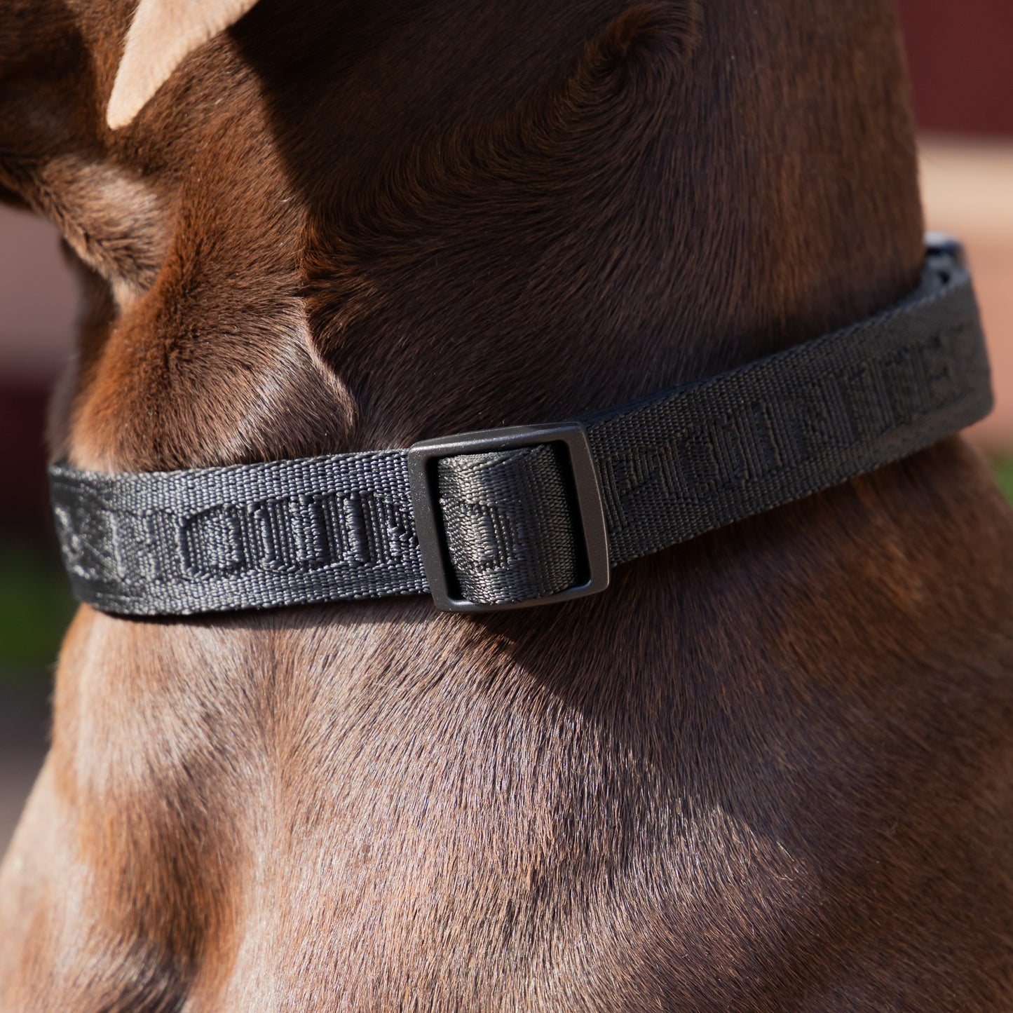 Signature Collar - Black