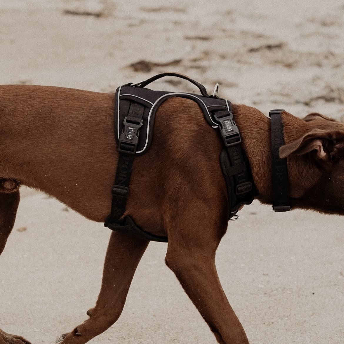 Signature Harness - Black