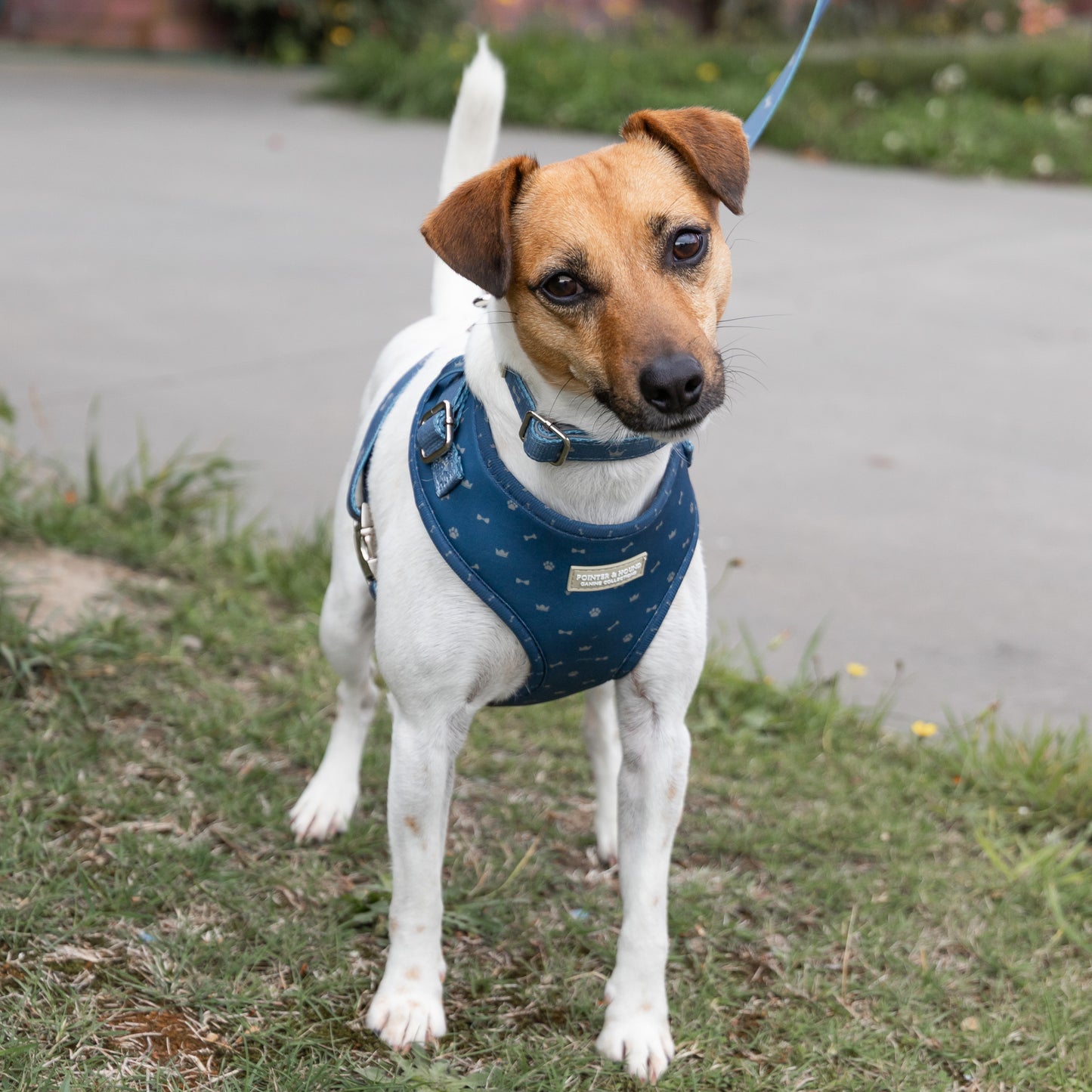 Classic Harness - Toby Print