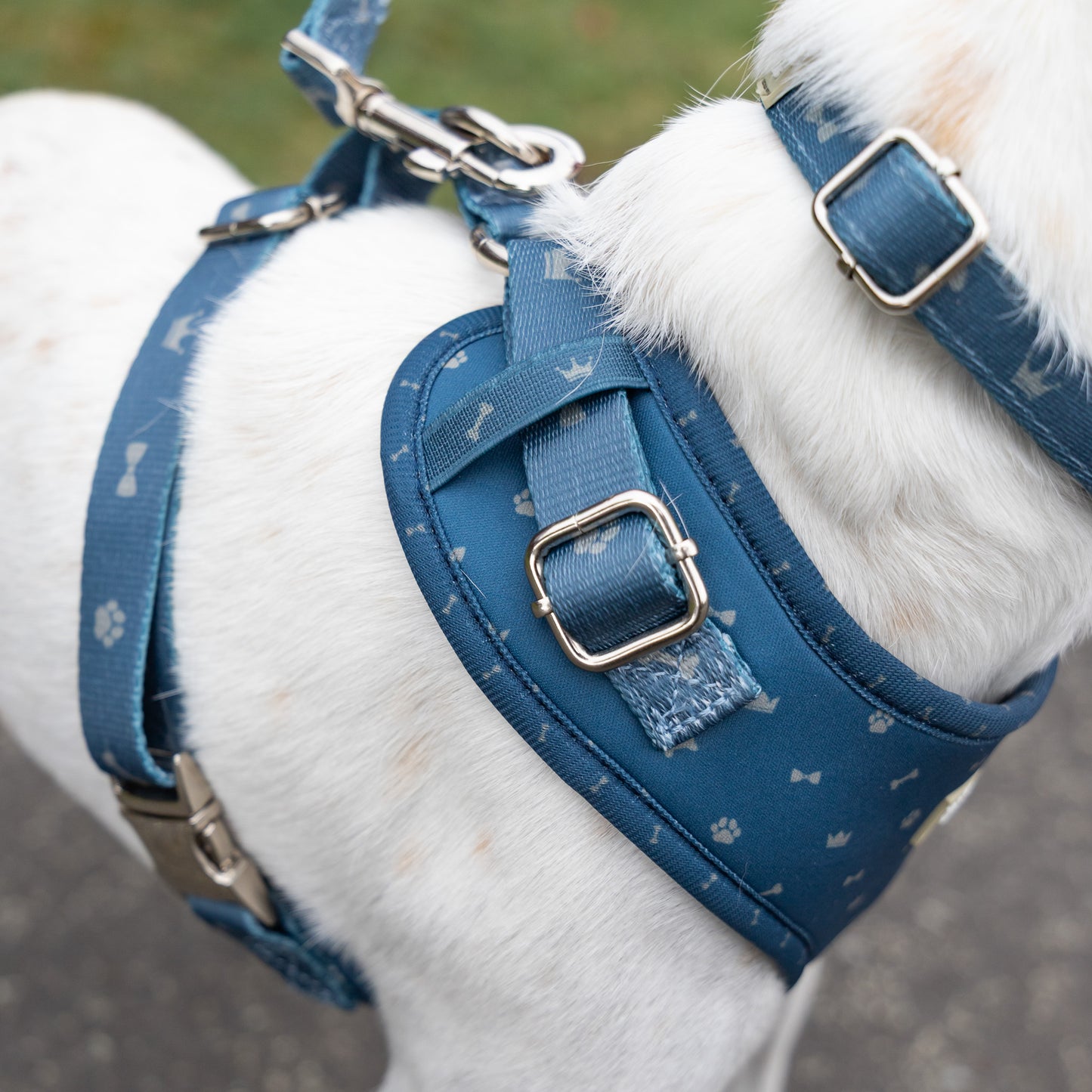 Classic Harness - Toby Print